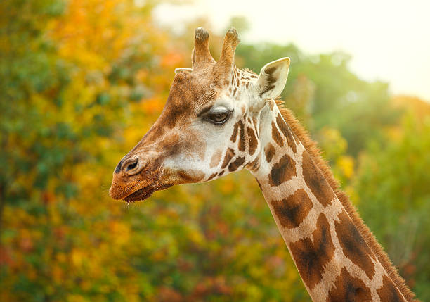istock Giraffe animal in nature 493553366