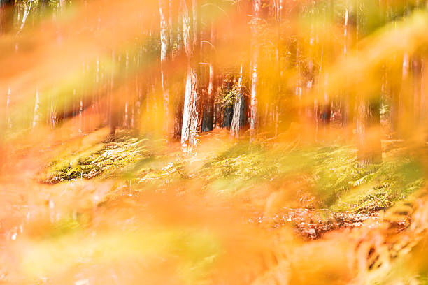 abstract forest with fern in fall - shallow DOF