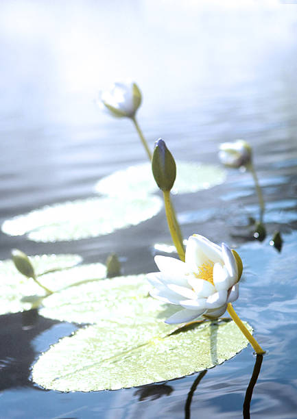 istock Lily Pad White Flowers Floating in a pond 493554586