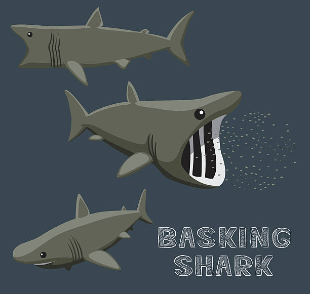 stockillustraties, clipart, cartoons en iconen met basking shark cartoon vector illustration - toy shark