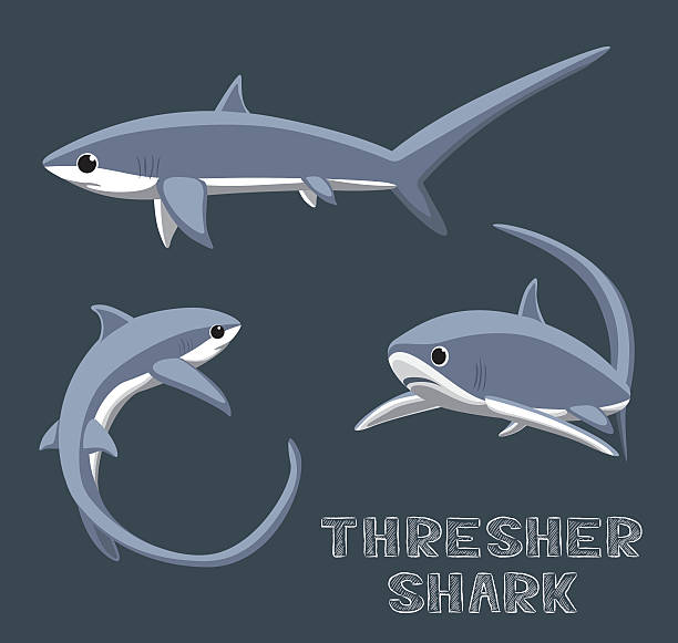 stockillustraties, clipart, cartoons en iconen met thresher shark cartoon vector illustration - toy shark