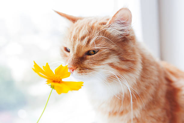 Ginger cat smells a bright yellow flower. Ginger cat smells a bright yellow flower. Cozy morning at home. Cute background, soft focus. cat sniff stock pictures, royalty-free photos & images