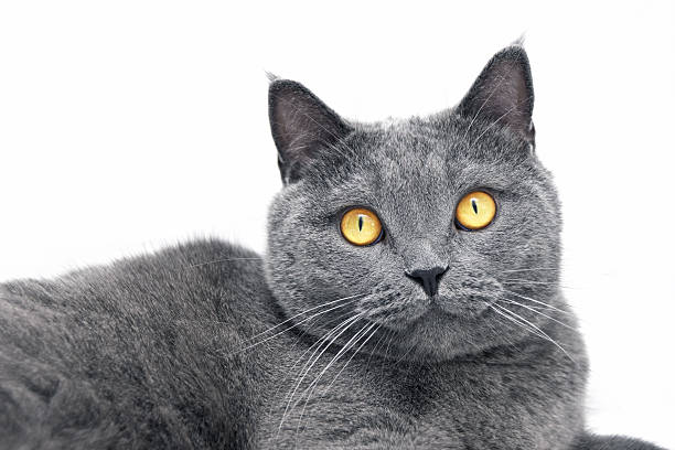 istock British shorthair cat on white background. 493556732