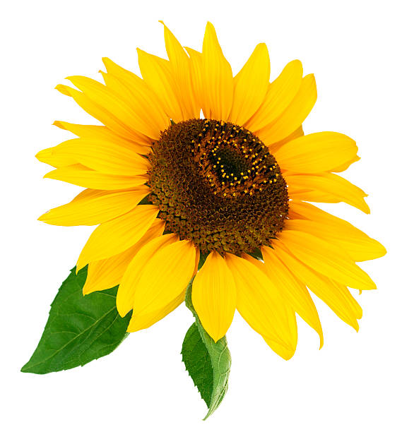 istock Flower sunflower with green leaf 493557558