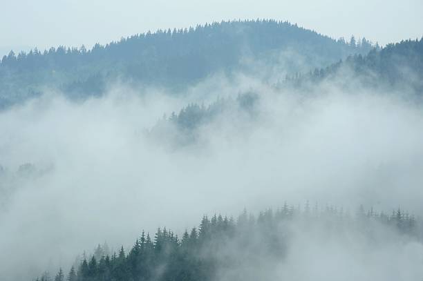 istock Landscape in the mist 493558420
