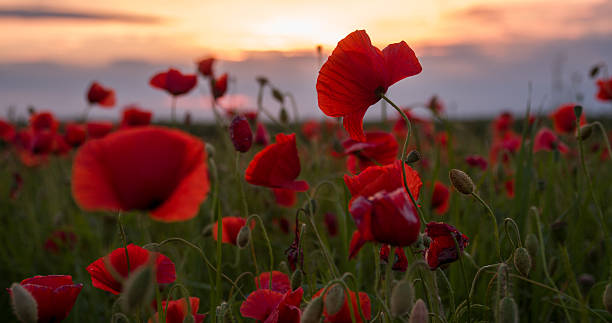 istock Poppy Flowers At Dusk 493560182