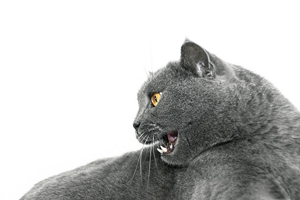 istock British shorthair cat on white background. 493560412
