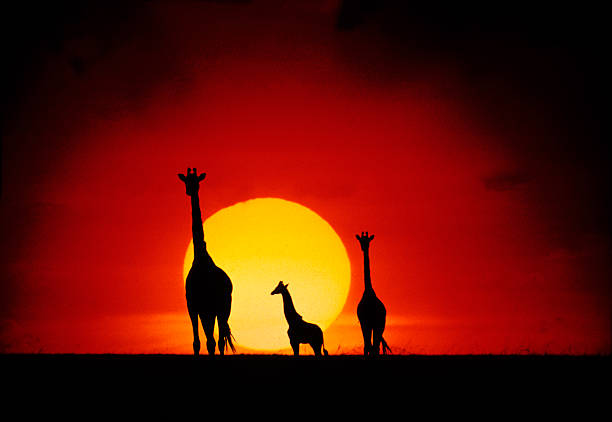 istock Giraffes at sunset, Masai Mara, Kenya 493560524