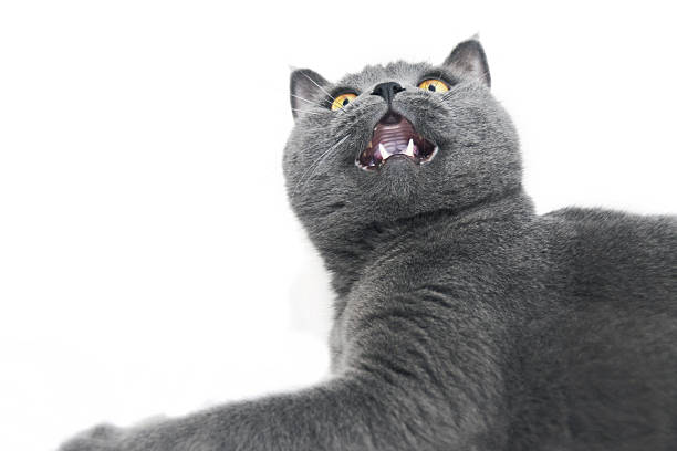 istock British shorthair cat looking up on white background 493560532