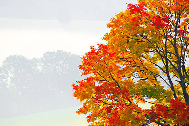 Autumnal tree stock photo