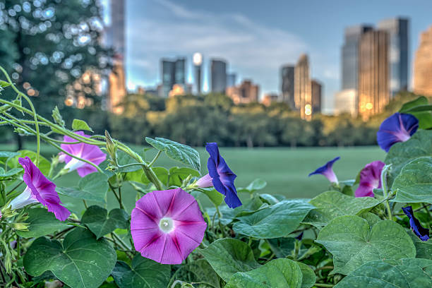 istock Central Park, New York City 493561044