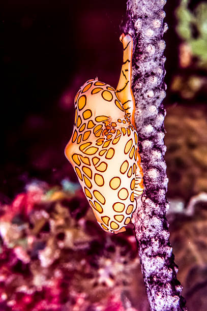istock flamingo tongue snail 493561160