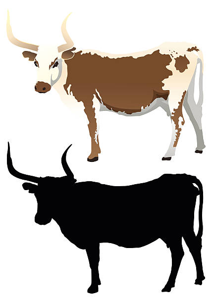 Cow with Silhouette A vector illustration of a longhorn cow. Complete with a nice silhouette. texas longhorns stock illustrations