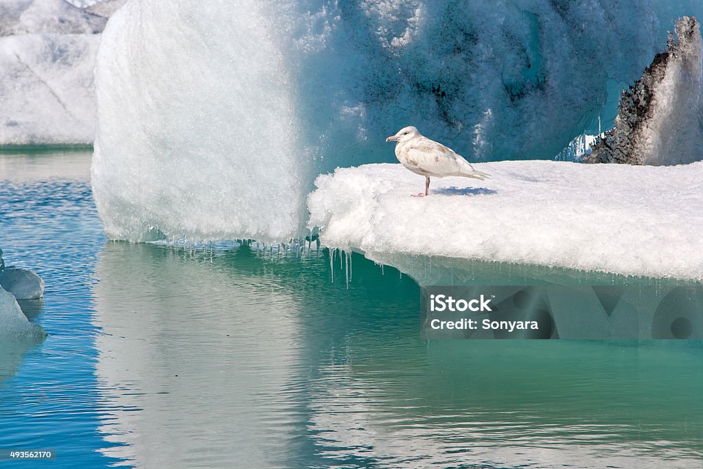 Icebergs at Jokulsarlon glacier lagoon, south of Iceland The seagull is sitting on an iceberg at Jokulsarlon glacier lagoon, Iceland 2015 Stock Photo