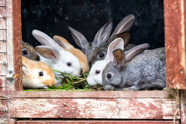 Rabbits in a hutch stock photo