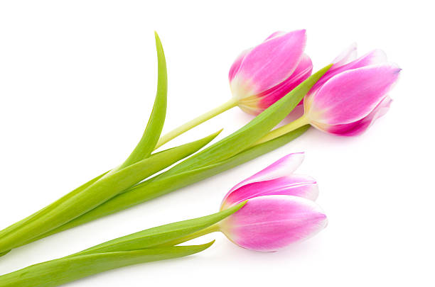 istock Pink tulips isolated on a white background. 493564651