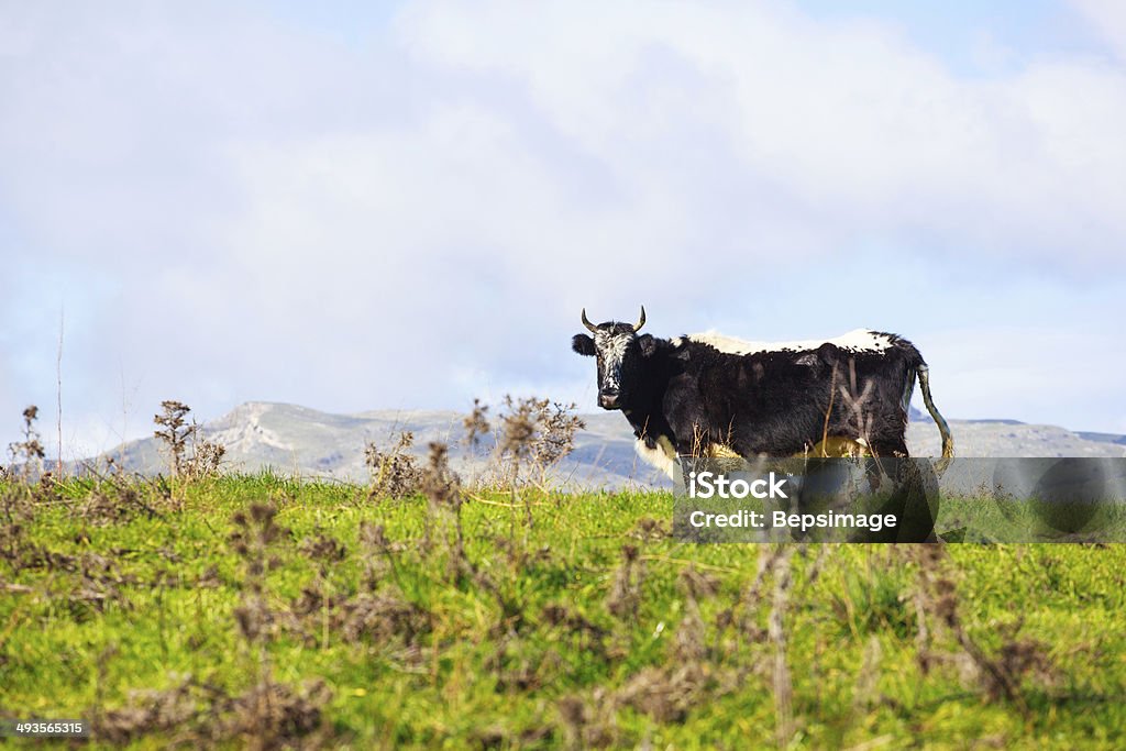 vaca - Foto de stock de Agricultura royalty-free