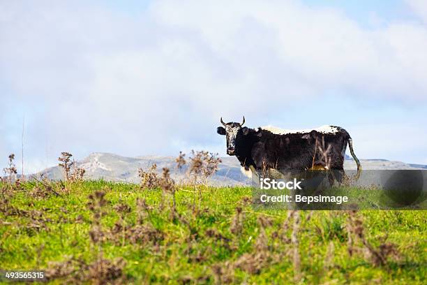 Foto de Vaca e mais fotos de stock de Agricultura - Agricultura, Animal, Animal de Fazenda