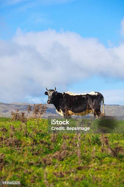 Vacca - Fotografie stock e altre immagini di Agricoltura - Agricoltura, Animale, Bestiame