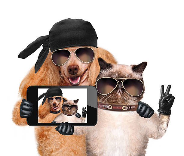 dog with cat taking a selfie together with a smartphone