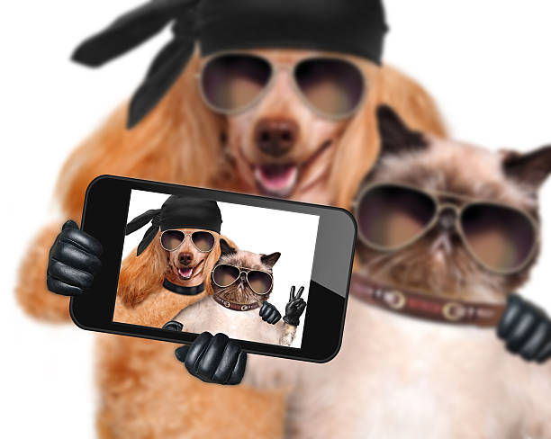 istock dog with cat taking a selfie together with a tablet 493565379