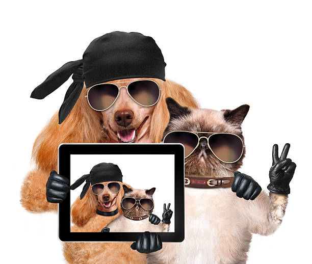 istock dog with cat taking a selfie together with a tablet 493565381