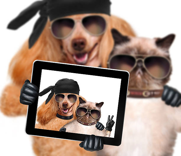 istock dog with cat taking a selfie together with a tablet 493565383