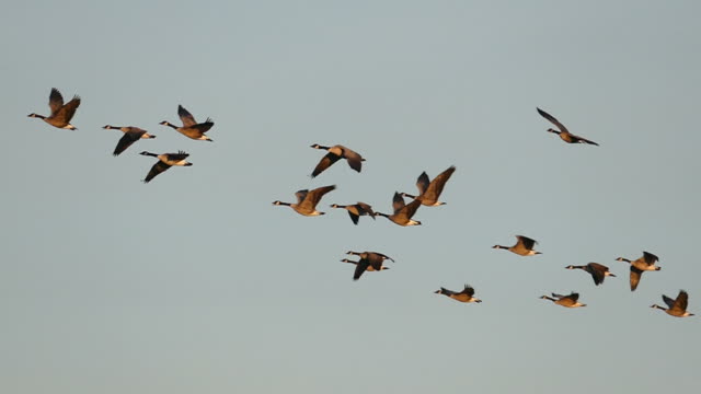 Flock of Graceful Canadian Geese Flying in Slow Motion
