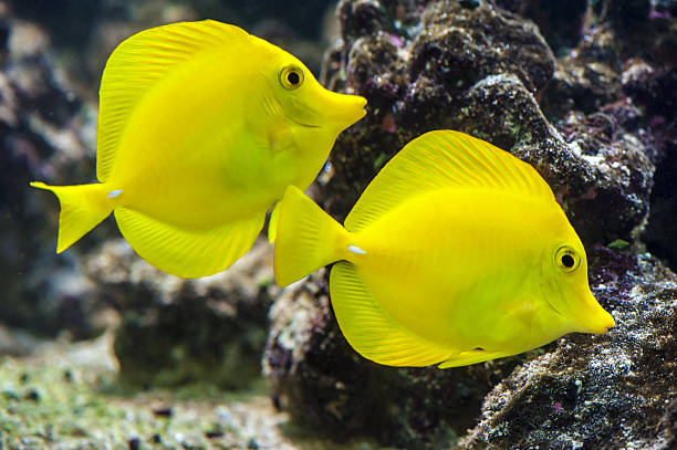 istock Yellow tang - Zebrasoma flavescens 493565907