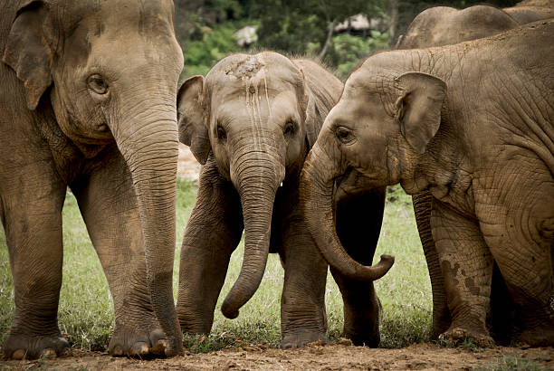 istock 3 young elephants playing in the mud 493566181