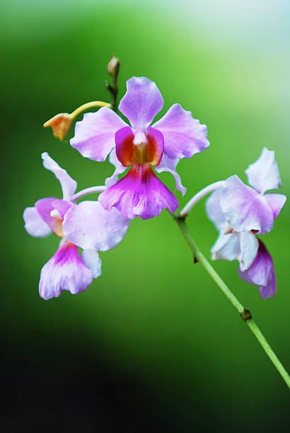 istock Vanda 'Miss Joaquim' 493566301