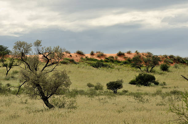 istock Kgalagadi dune landscape 493566393