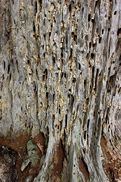 istock Dead tree trunk that has become rotted, filled with insects 493566959