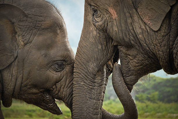 Intimate moment between mother and baby elephant