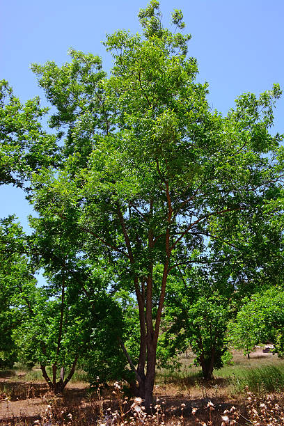 ペカンの木 - pecan nut hickory tree food and drink ストックフォトと画像