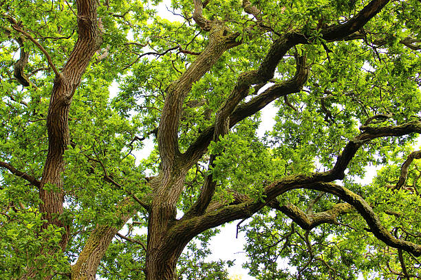 Photo showing the mature multiple trunks and branches of an old common English oak tree in gardens.  The Latin name for this tree is 'quercus robur'.