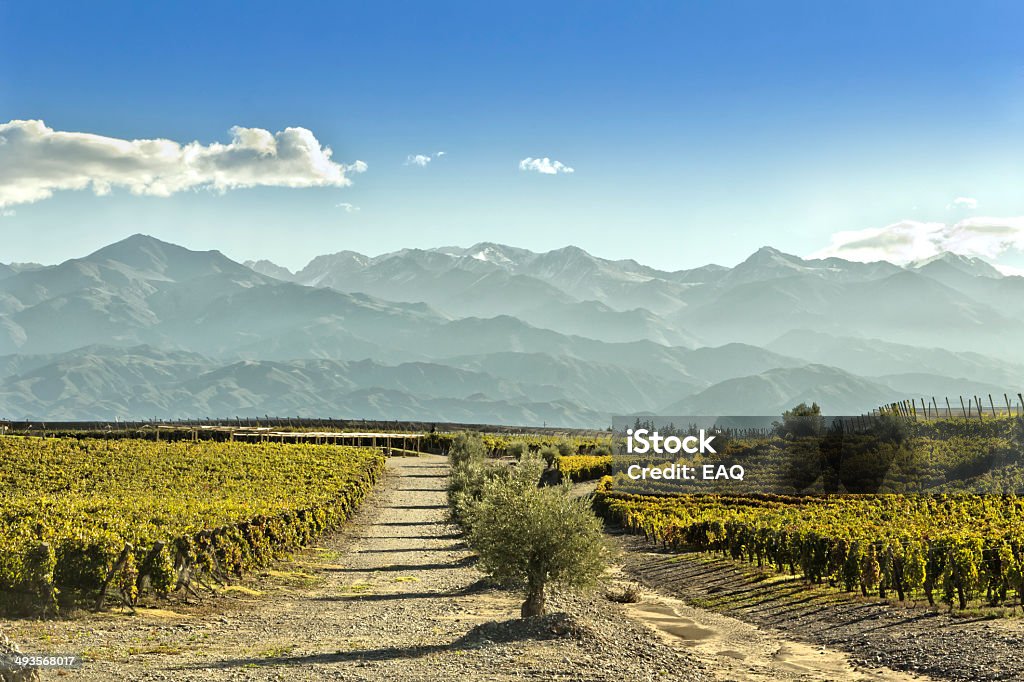 Vigneti di Mendoza - Foto stock royalty-free di Cordigliera delle Ande