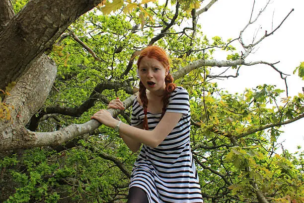 Photo showing a young girl acting rather like a tomboy, climbing a large oak tree in her blue and white striped dress.  She is pictured panicking, as she has climbed higher than she realised and is now stuck, being unsure how to get back down!