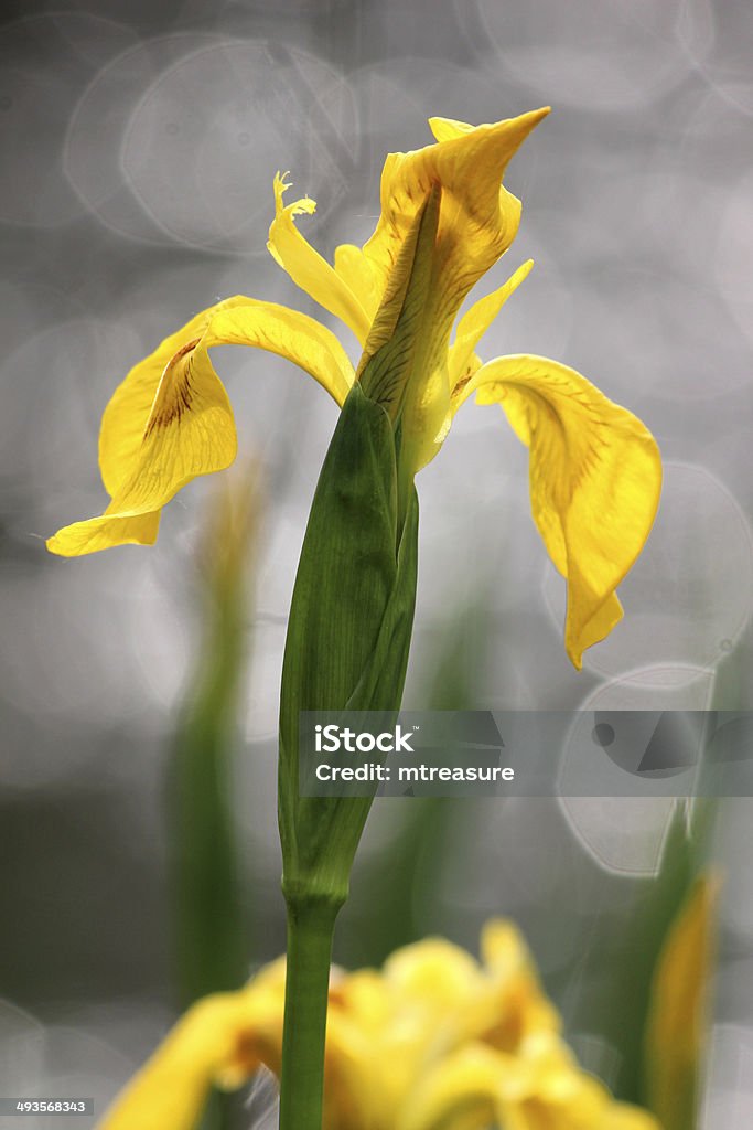 Amarillo Iris Flor Amarillaagua Iris De Bandera Pseudacorus Imagen Foto de stock y más banco de imágenes de Iris - Flor - iStock Amarillo Iris Flor Amarillaagua Iris De Bandera Pseudacorus Imagen Foto de stock y más banco de imágenes de Iris - Flor - iStock