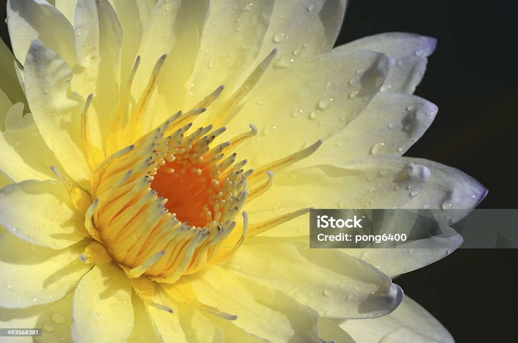 Jaune Lotus. - Photo de Beauté de la nature libre de droits