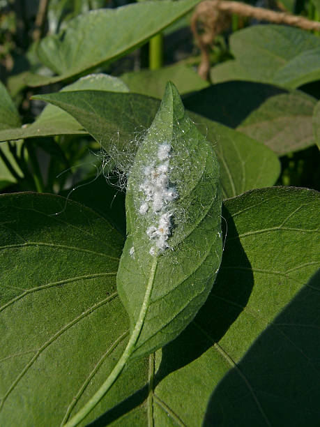 weißes blatt, weibliche sap saugen mealy käfer - scale insect stock-fotos und bilder