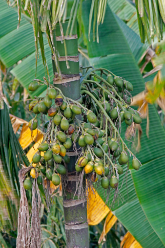 Areca catechu, Betel palm or Betel nut tree,
