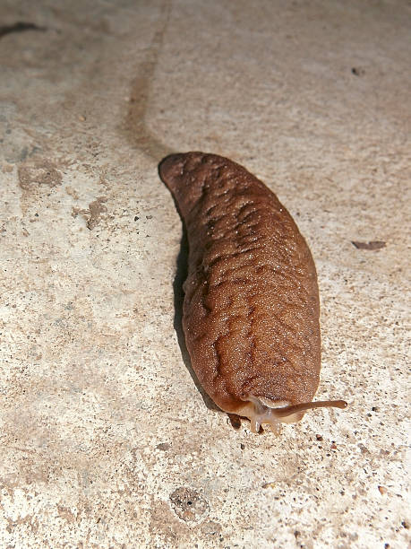 lesma da, mollusc, gastrópode sem a concha - flecking - fotografias e filmes do acervo