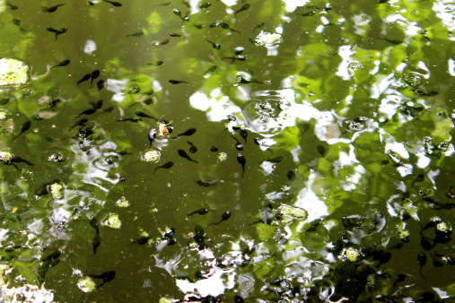 Photo showing a green natural pond, which is teeming with tadpoles (aquatic larva of common frog). The tadpoles can only been seen clearly in the reflections of the green leaves of an overhanging deciduous tree, with the rest of the pond surface reflecting the bright sunny sky overhead.