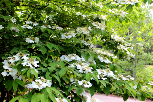 Photo showing a mass of white viburnum flowers (Latin name: viburnum plicatum var. tomentosum 'Mariesii' / Cascade).  This popular garden shrub is a firm favourite with many gardeners, as it is extremely easy to grow and is so attractive in the spring.