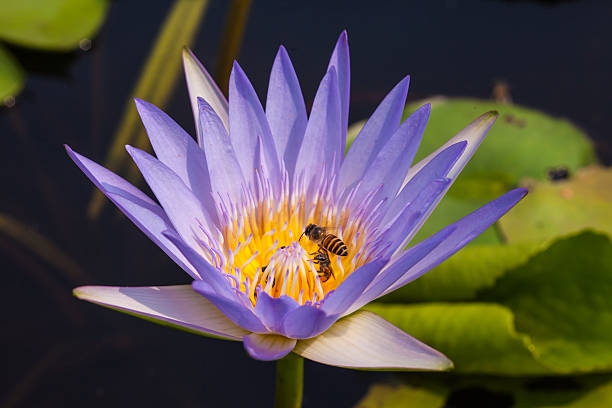 istock Beautiful lotus flower 493569615