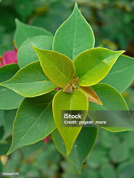 Leaves Of Bougainvillea Nyctaginaceae Stock Photo - Download Image Now - Affectionate, Bougainvillea, Bush