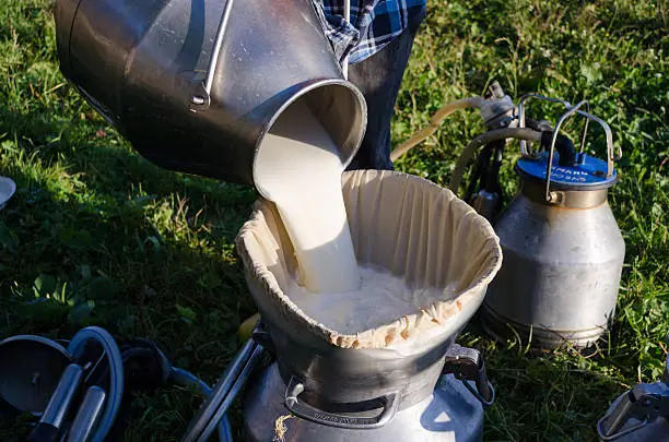 Milker pour filter fresh healthy milk to can on rural farm grass.