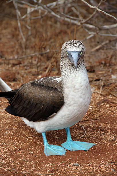 istock Galapagos: Blue-footed Booby on North Seymour Island 493570317
