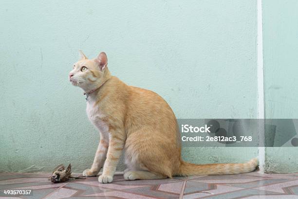 Foto de Gato e mais fotos de stock de Gato doméstico - Gato doméstico, Pássaro, Morto